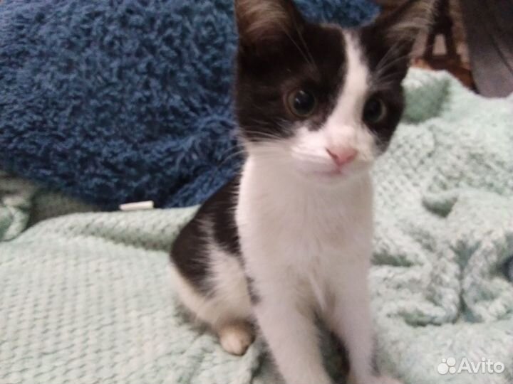 Котята бесплатно