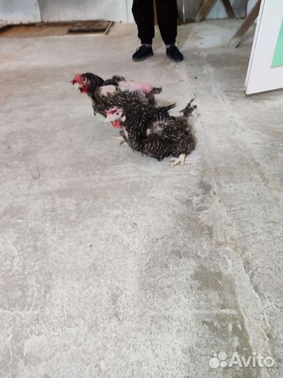 Доминант 1 год