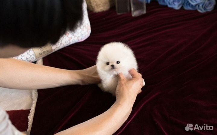 Шикарные микро мальчики девочки померанский шпиц