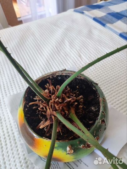 Цикас революта