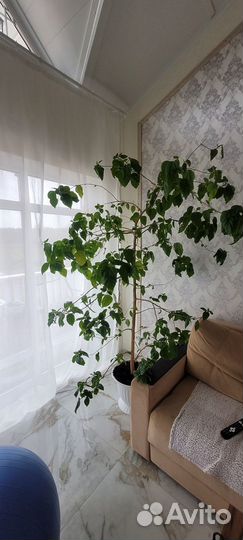 Гибискус китайская роза