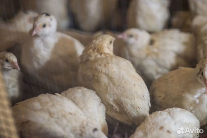 Перепела - Перепелиные яйца