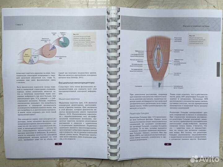 Fascia: Что это такое и почему это важно, Д. Лесон