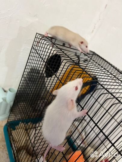 Отдам в добрые руки крысят дамбо