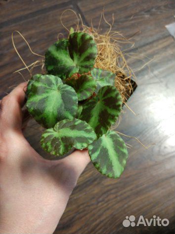 Растения для палюдариума, флорариума, орхидариума