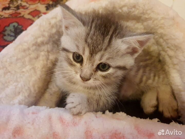 Котик от шотландской кошки, приучен к лотку