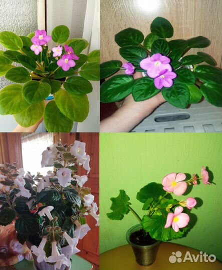 Сенполии, сингониумы, склерохитон, и другие