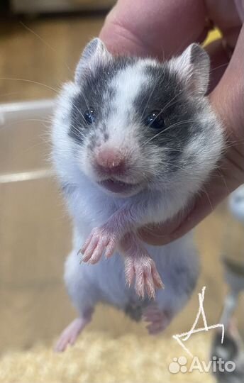 Сирийские хомячки