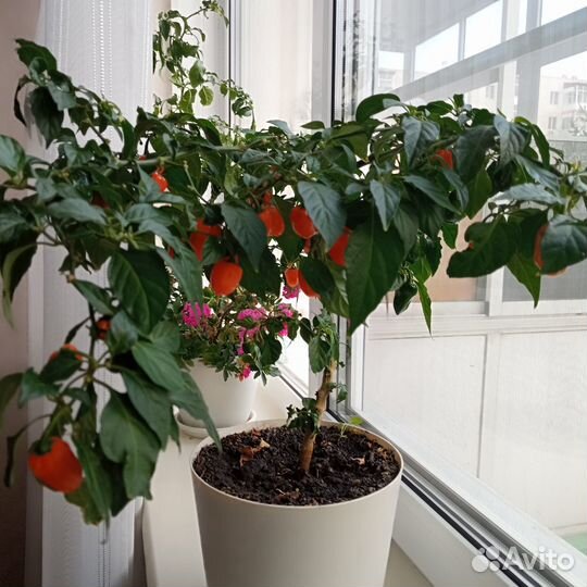 Перец Хабанеро комнатный острый