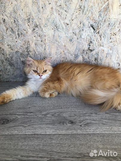 Британская кошка