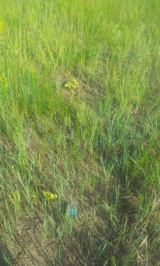 Участок 16 сот. (СНТ, ДНП)