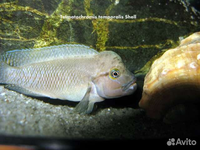 Тельматохромис темпоралис 