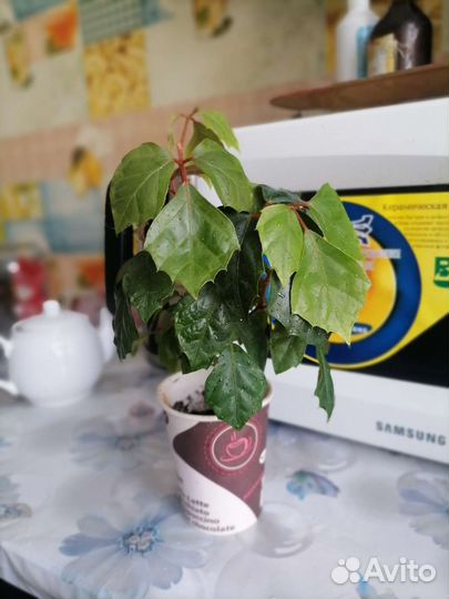 Циссус (Березка)