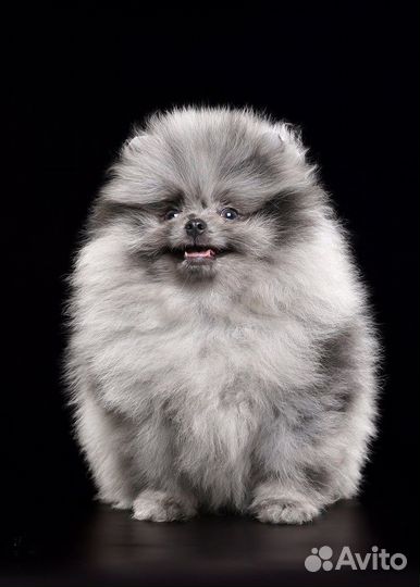 Шпиц мрамор