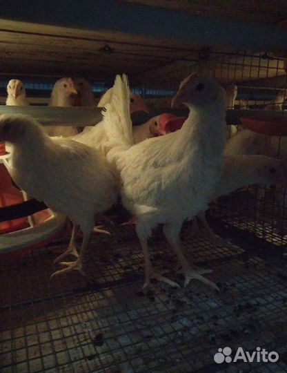 Куры Несушки