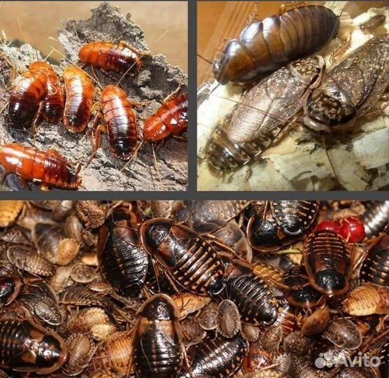 Кормовые насекомые. Колонии