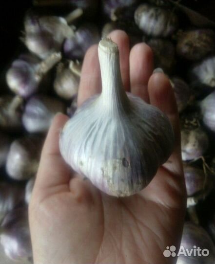 Чеснок зимний