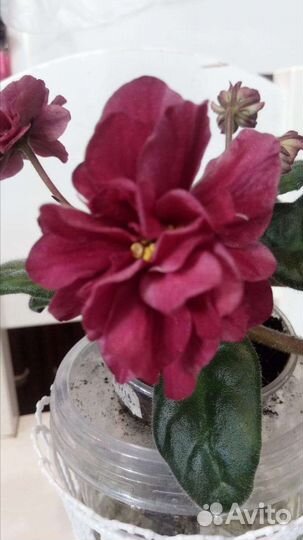 Сортовые фиалки