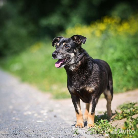 Малышка Жужа в добрые руки