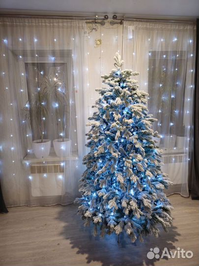 Ель Византия заснеженная