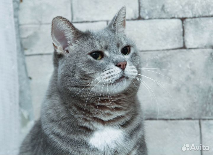 Голубая кошка Люся метис британки в дар