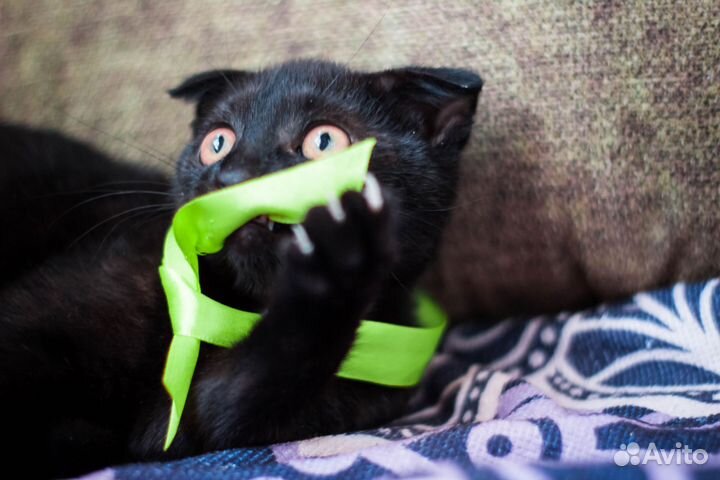 Британская кошка в дар