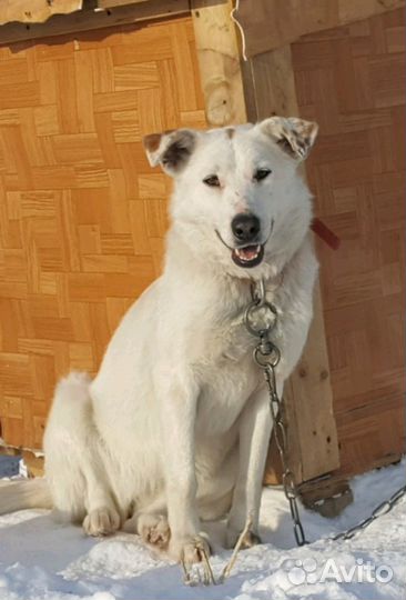 Собака в добрые руки