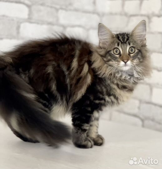 Котята норвежская лесная