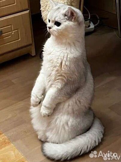 Британский котенок