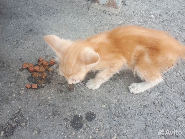 Котенок
