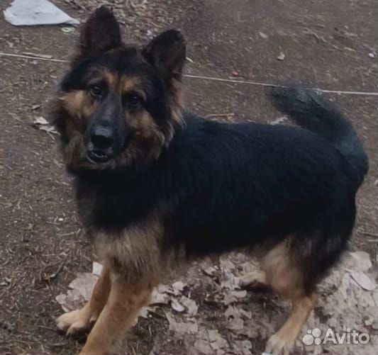 Немецкая овчарка в добрые руки 2.5года