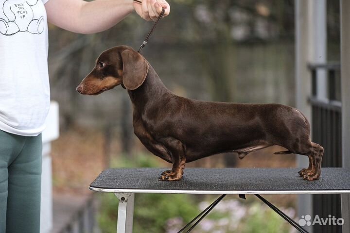 Вязка кобель такса