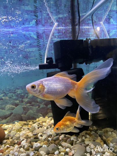 Аквариум с рыбками