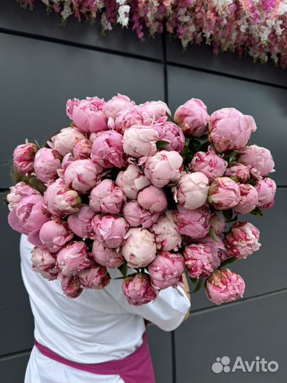 Пион сара бернар в наличии