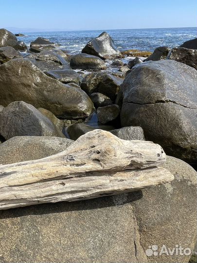 Дрифтвуд Рептилия коряга топляк морская