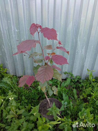 Фундук краснолистный районированый