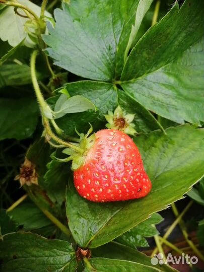 Усы клубники