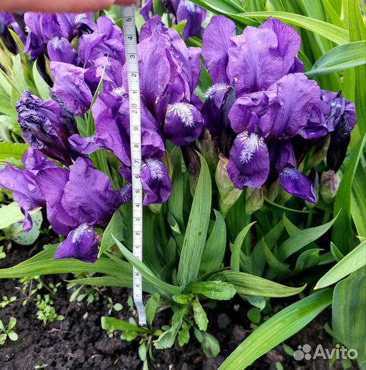 Ирисы бордюрные