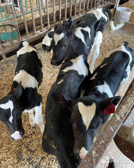 Телята бычки и тёлочки