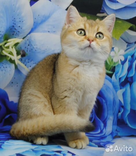 Британские котята Мальчики ny 12- 5 м