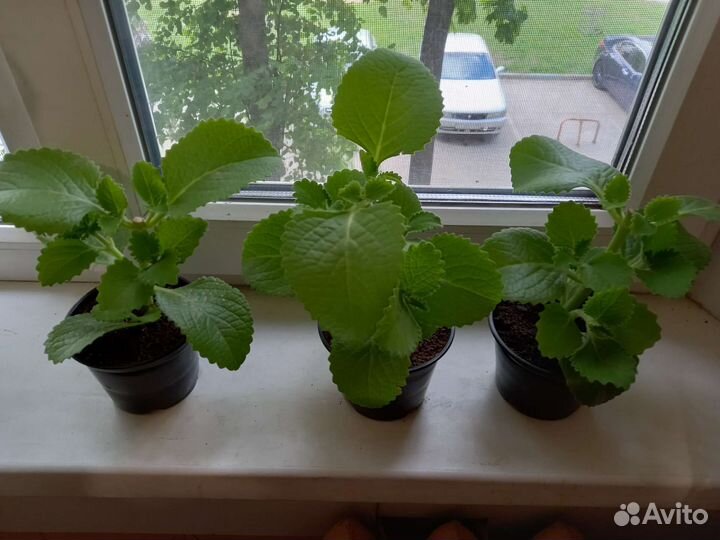 Комнатная мята.Фикус.Монстера