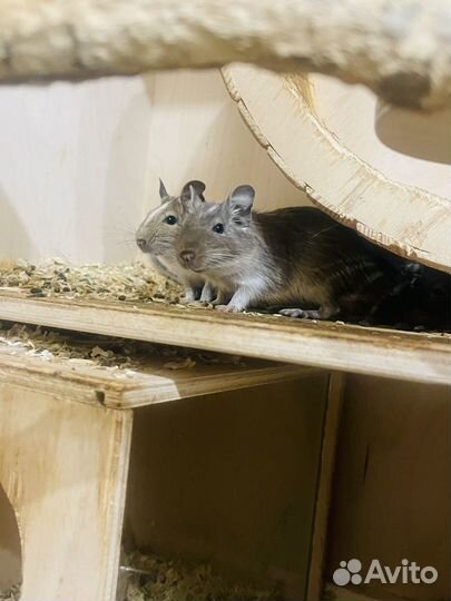 Чилийская белка дегу