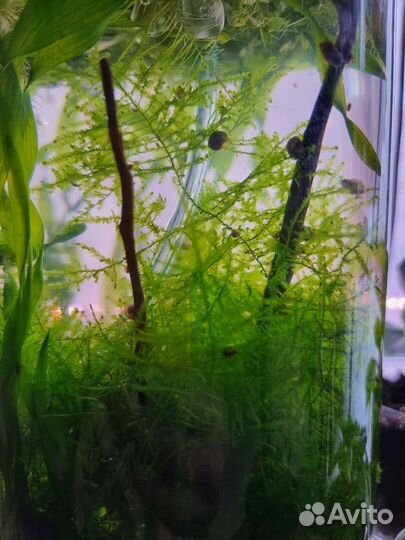 Новая прополка Аквариумные растения