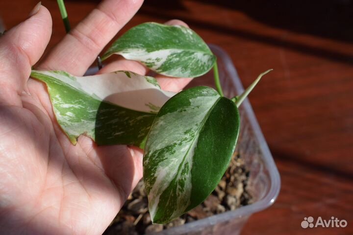 Монстера вариегатная Альба