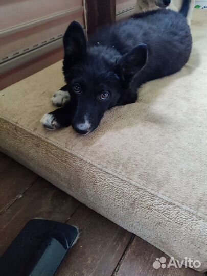 Щенки в добрые руки