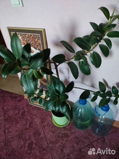 Фикусы цены разные,самый большой 3