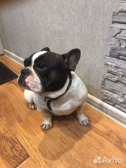 Французский бульдог