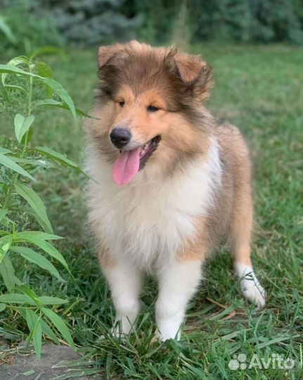 Щенки колли