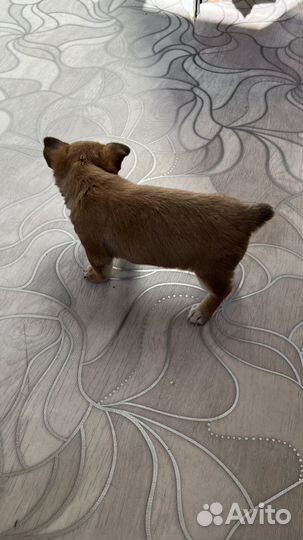 Той-терьер щенки