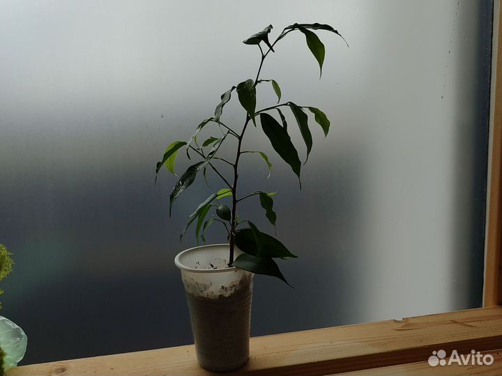 Фикус бенджамина наташа